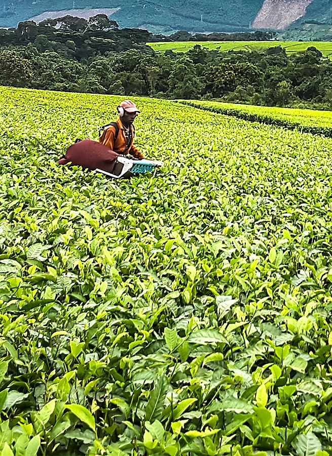 Sowing at Ankole Tea Estate