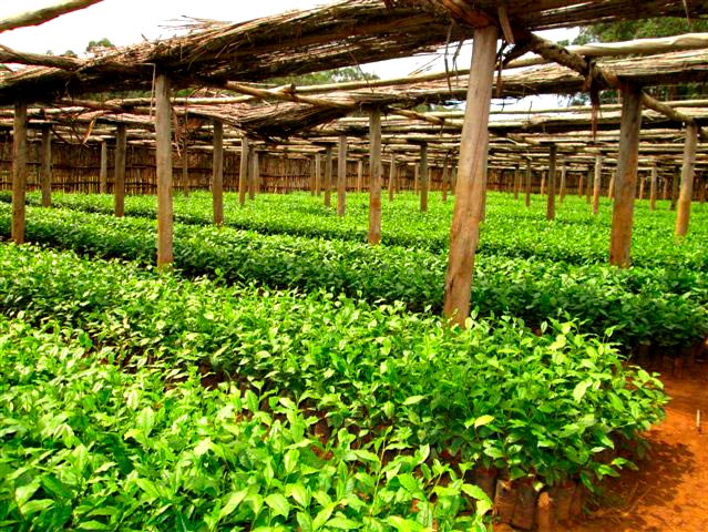 Ankole Tea Factory