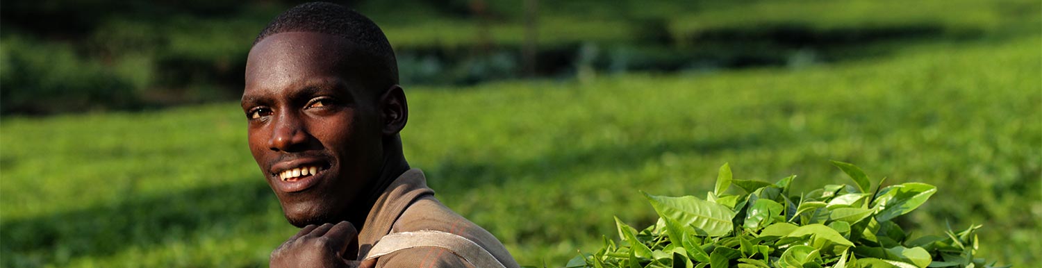 A worker at Muzizi Tea Estate