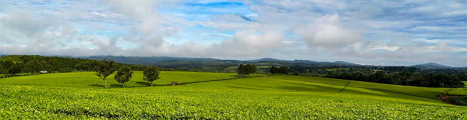 Mwenge Tea Estate