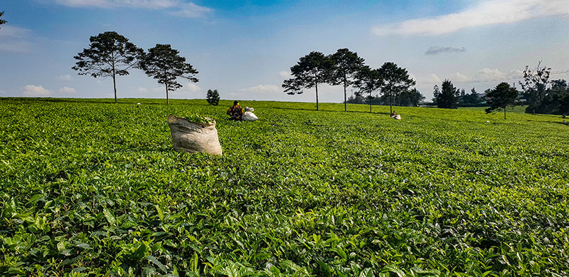 Kiko Tea Estate