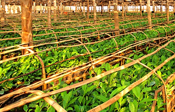 Tea nursery